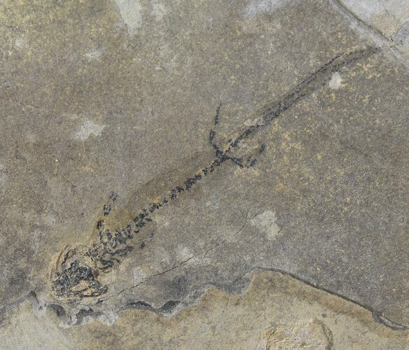 Permian Branchiosaur (Amphibian) Fossil - Germany #50854